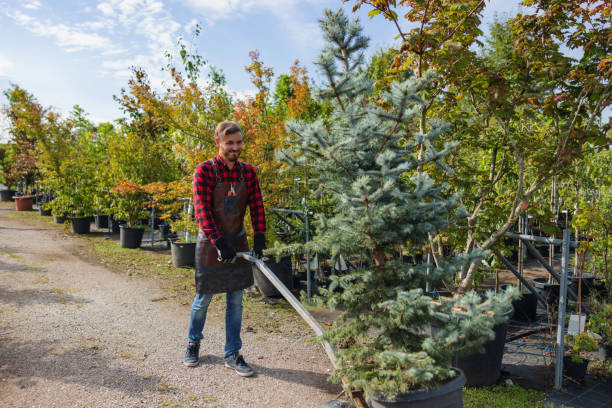 Professional Tree Care Services in St Francis, WI